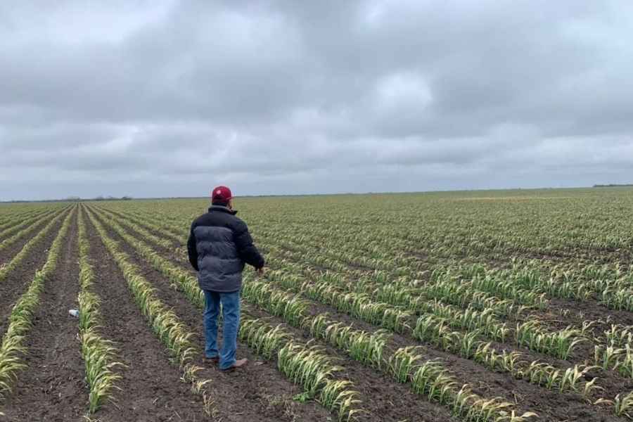 Diputada acusa exclusión de Tamaulipas en apoyos federales al campo