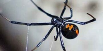 Mujer Allende Viuda Negra