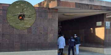IMSS Nuevo León rechaza muerte de mujer picada por araña por falta de antídoto,
