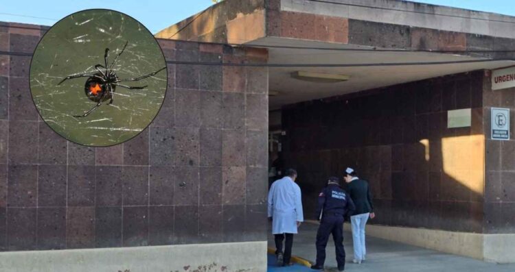 IMSS Nuevo León rechaza muerte de mujer picada por araña por falta de antídoto,