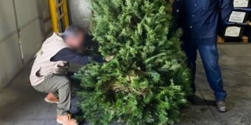 Importadores evitan Tamaulipas, y prefieren otras fronteras para ingresar pinos