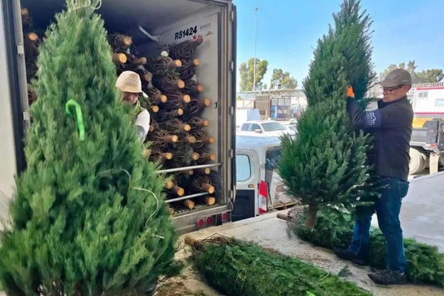 Importadores evitan Tamaulipas, y prefieren otras fronteras para ingresar pinos
