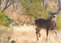 Inicia en Tamaulipas la caza de Venado Cola Blanca con alta participación