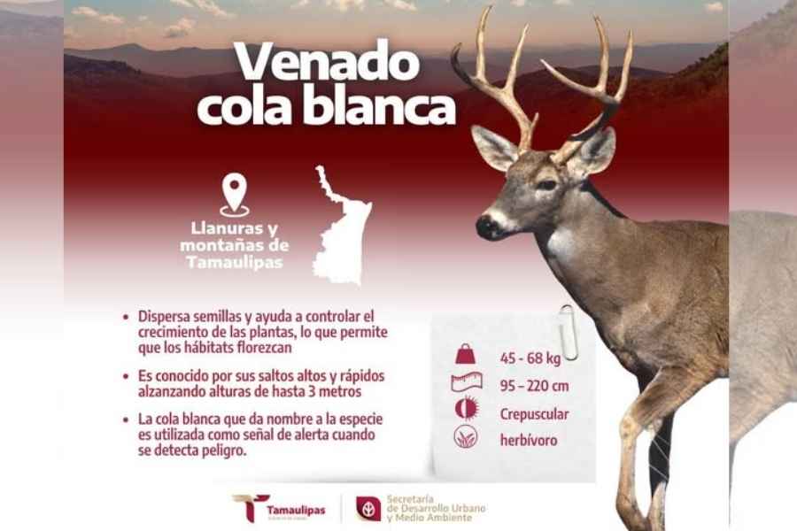 Inicia en Tamaulipas la caza de Venado Cola Blanca con alta participación