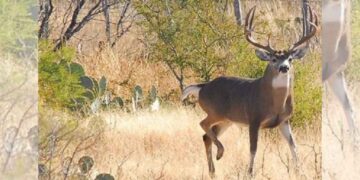 Inicia en Tamaulipas la caza de Venado Cola Blanca con alta participación