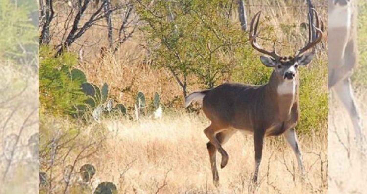 Inicia en Tamaulipas la caza de Venado Cola Blanca con alta participación
