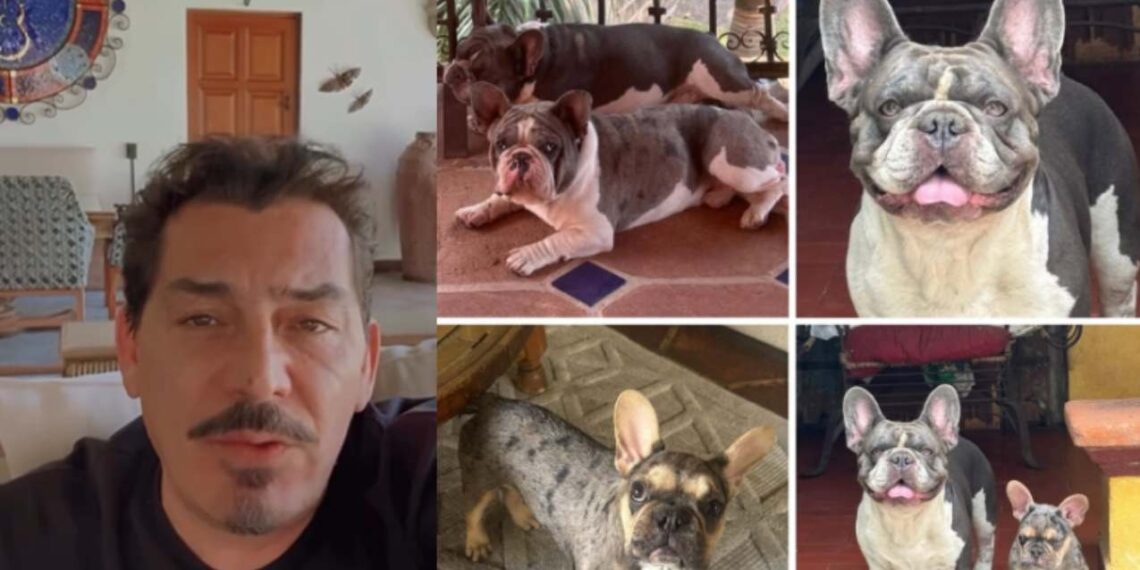 José Manuel Figueroa pide ayuda en redes para encontrar a sus tres perros desaparecidos