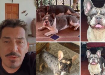 José Manuel Figueroa pide ayuda en redes para encontrar a sus tres perros desaparecidos