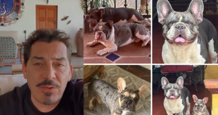 José Manuel Figueroa pide ayuda en redes para encontrar a sus tres perros desaparecidos