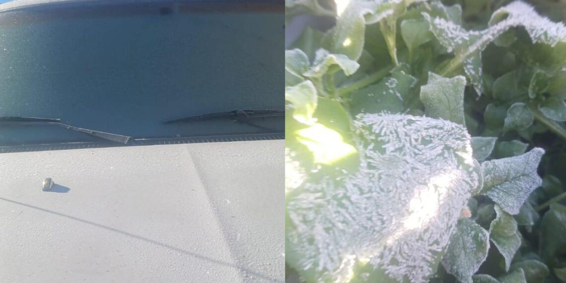 Miquihuana, amanece con -6.7 °C y pinta de blanco la Sierra Madre en Tamaulipas