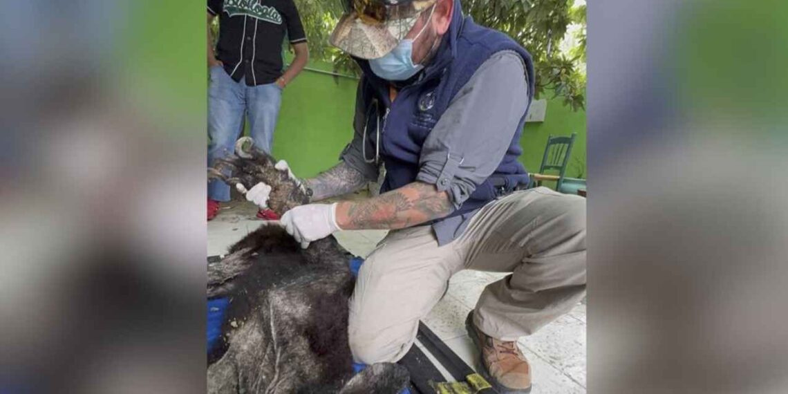 Rescatan a oso en Bustamante