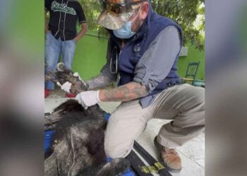 Rescatan a oso en Bustamante