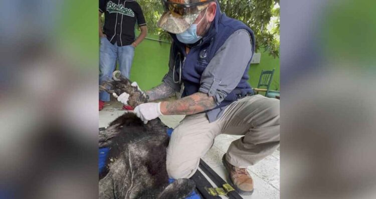 Rescatan a oso en Bustamante