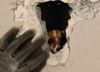 Rescatan a perrita chihuahua en Guadalupe