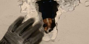 Rescatan a perrita chihuahua en Guadalupe