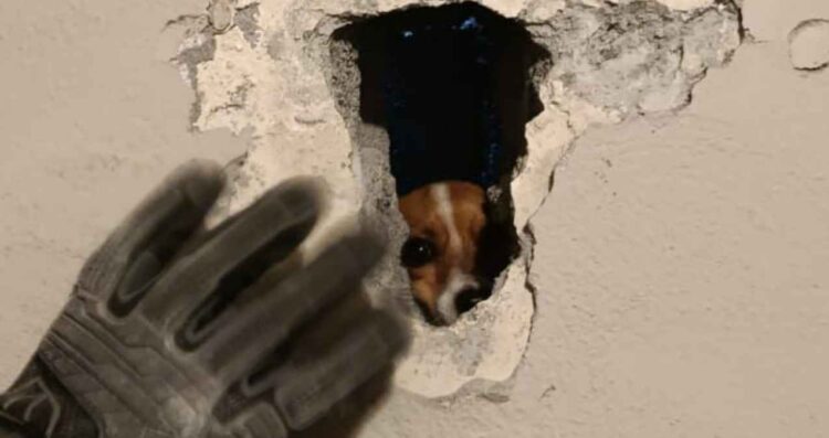 Rescatan a perrita chihuahua en Guadalupe