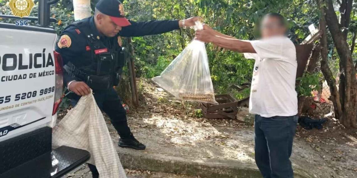 Víbora de tres metros aparece dentro de una casa en la CDMX