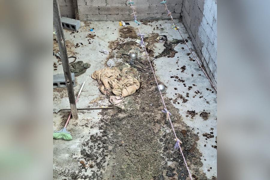 abandono de perros en Matamoros