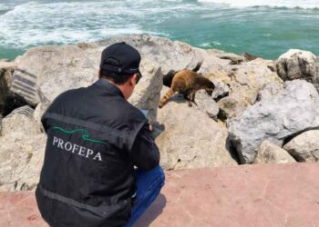 animales silvestres en Tamaulipas