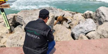 animales silvestres en Tamaulipas