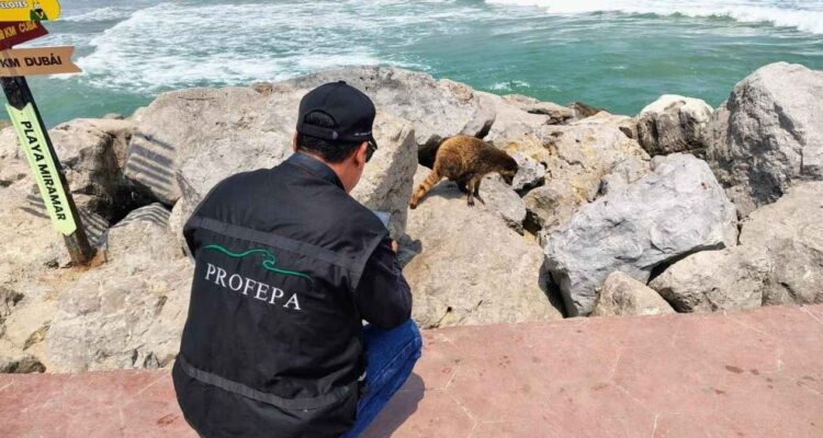 animales silvestres en Tamaulipas