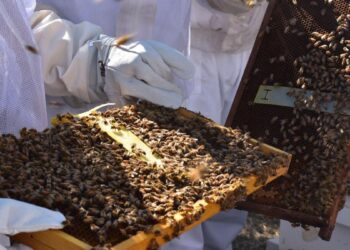 apicultura en Tamaulipas