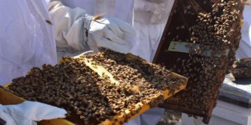 apicultura en Tamaulipas