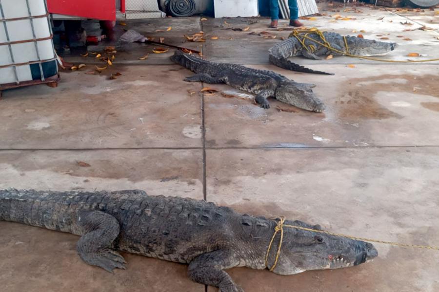 comité de vigilancia ambiental en tamaulipas