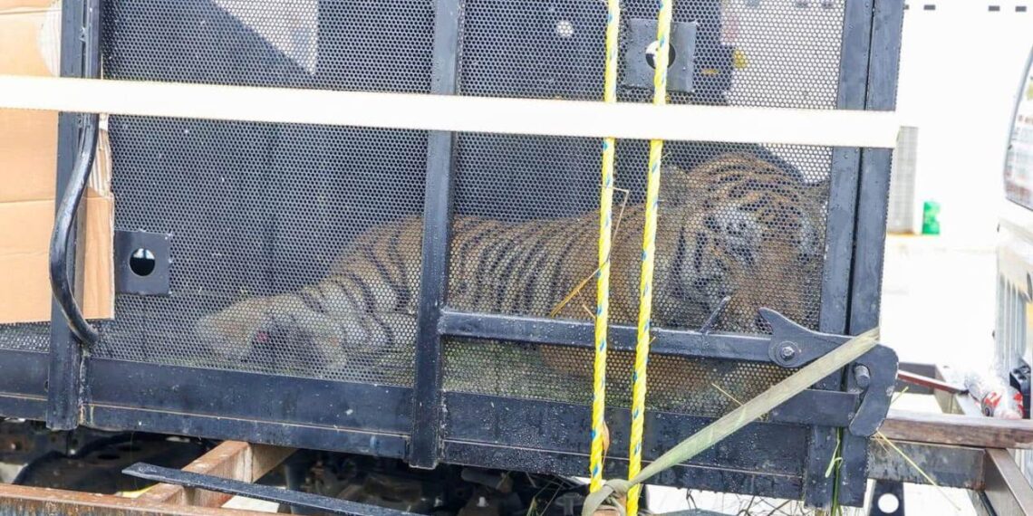 escape de animal en zoológico de tamatán