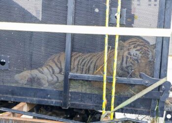 escape de animal en zoológico de tamatán