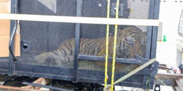 escape de animal en zoológico de tamatán