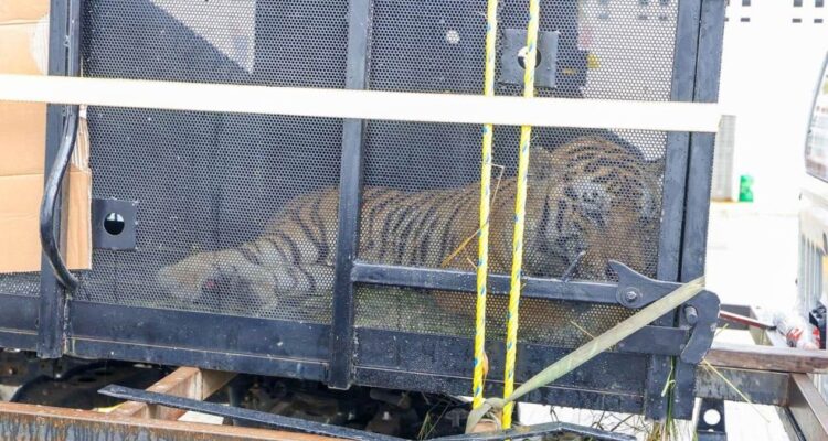 escape de animal en zoológico de tamatán