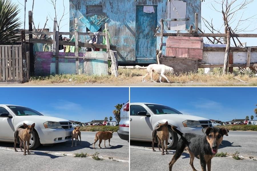 esterilización de perros y gatos Matamoros
