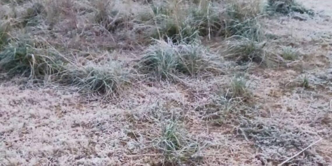 helada en miquihuana tamaulipas