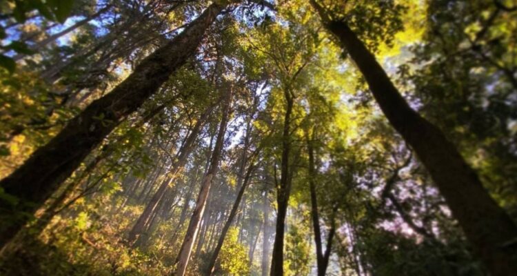 incendios en bosques en Tamaulipas