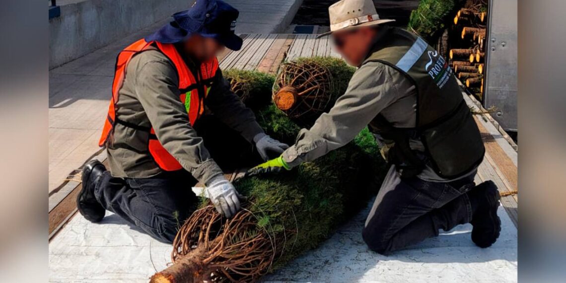inspección para árboles navideños en Tamaulipas