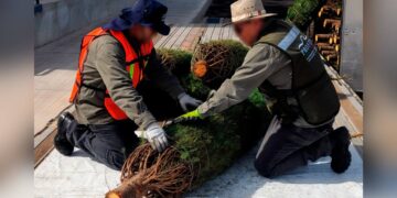 inspección para árboles navideños en Tamaulipas