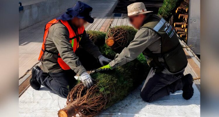 inspección para árboles navideños en Tamaulipas