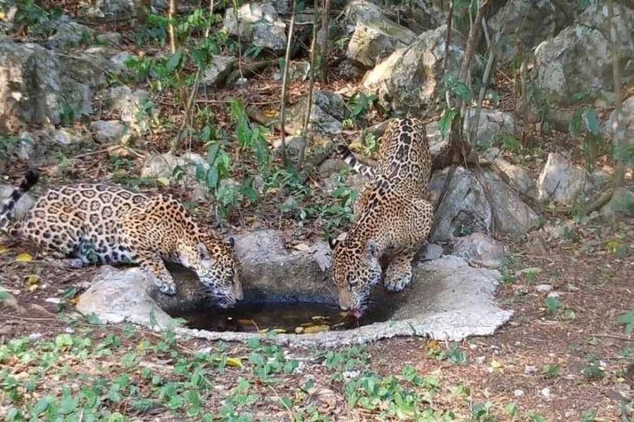 jaguar Tamaulipas