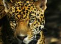 jaguar Tamaulipas