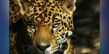 jaguar Tamaulipas