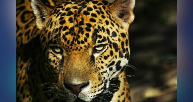 jaguar Tamaulipas