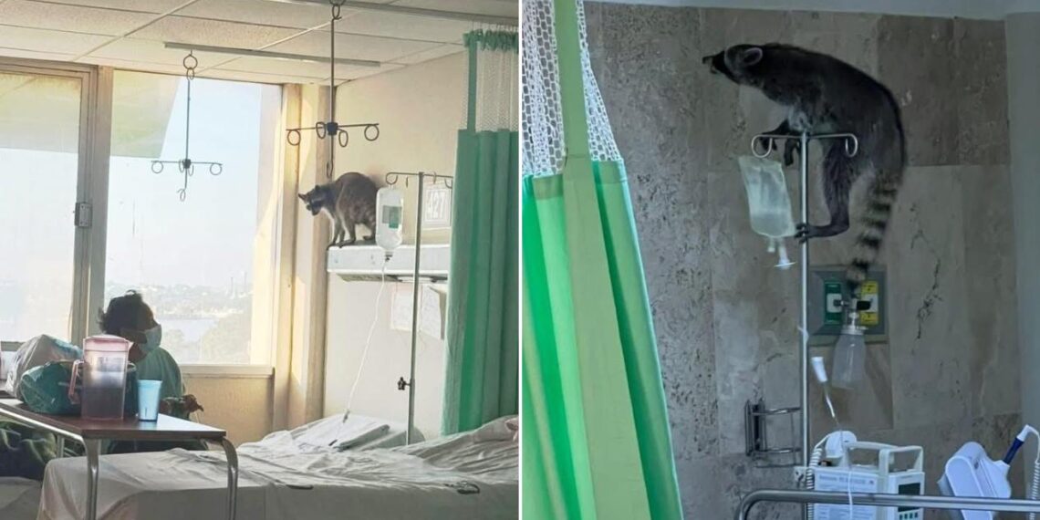 mapaches en hospitales de Tampico