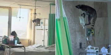 mapaches en hospitales de Tampico