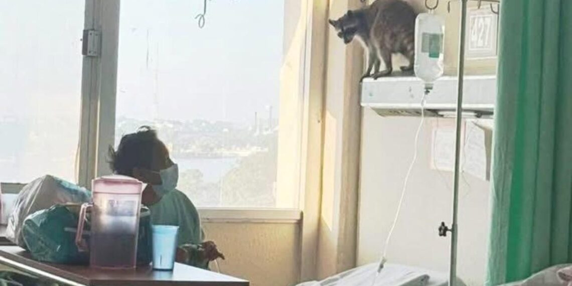 negligencia médica imss madero