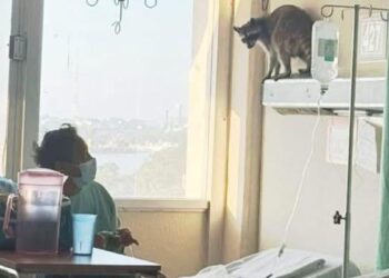 negligencia médica imss madero