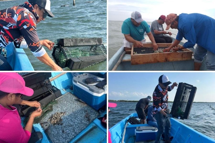producción de ostión en Tamaulipas