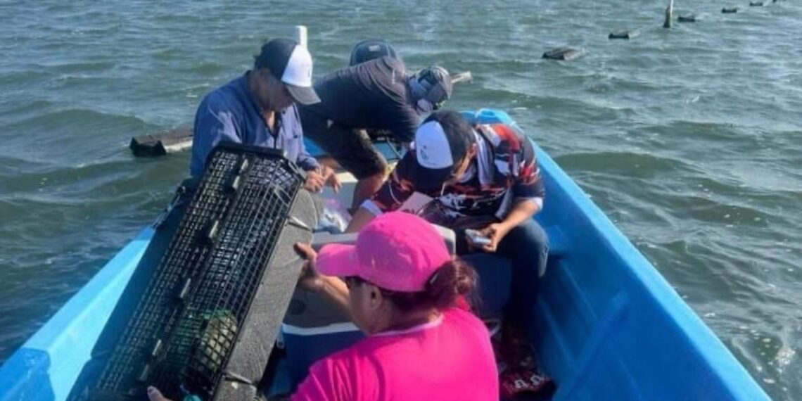 producción de ostión en Tamaulipas