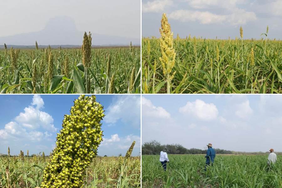 Proyecto de Sorgo Blanco en Tamaulipas