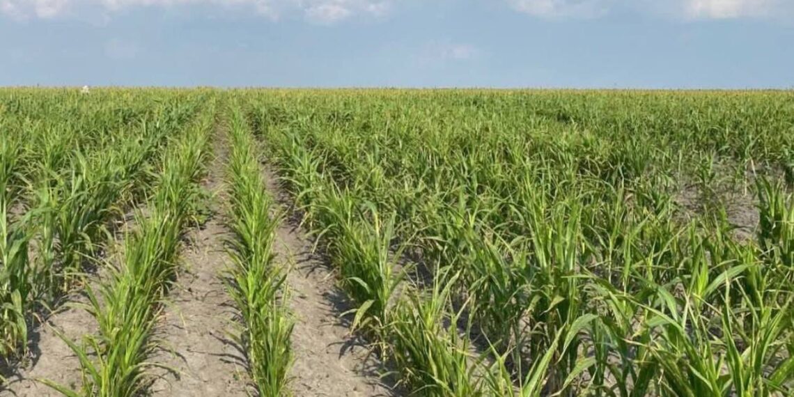 Proyecto de Sorgo Blanco en Tamaulipas